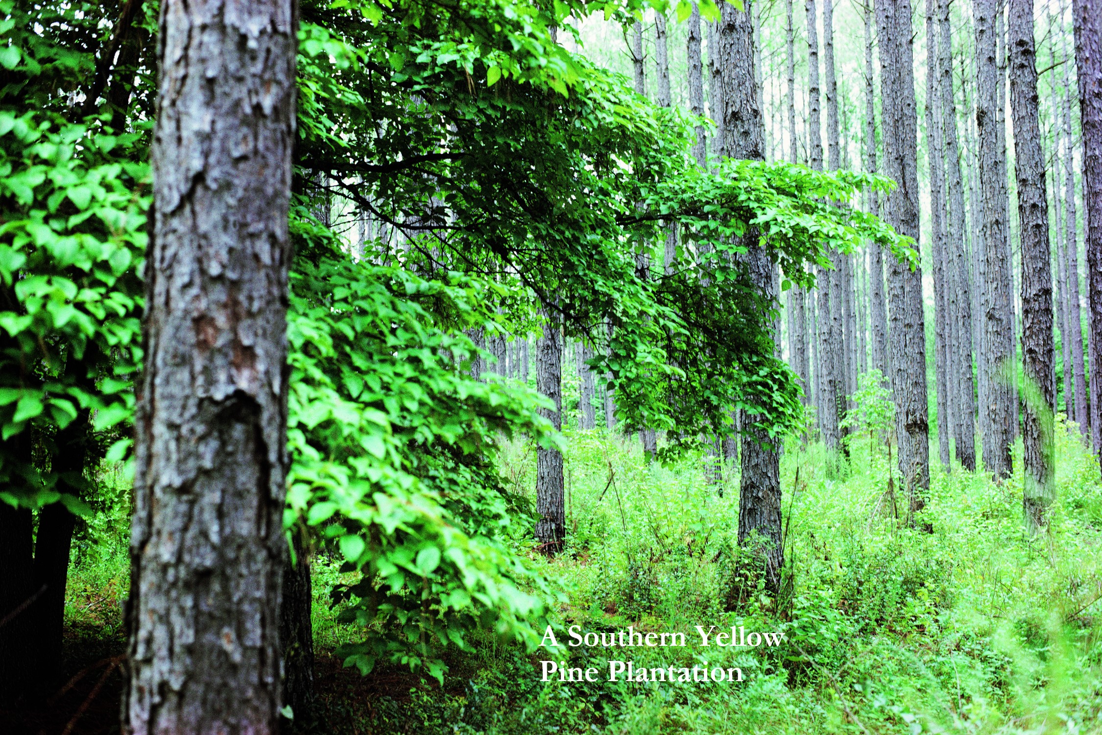 5/4X6-8 PRESSURE TREATD CLEAR